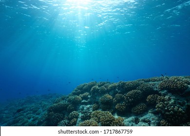 Underwater seascape, sunlight through water surface with coral reef on the ocean floor, natural scene, Pacific ocean, French Polynesia - Shutterstock ID 1717867759