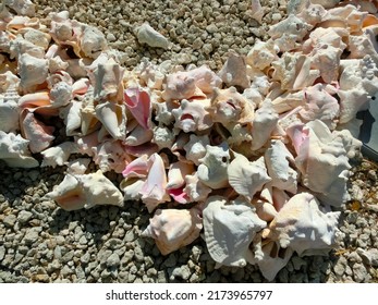 Underwater shells on the sand on the shore of the Indian Ocean. Bahamas Islands.