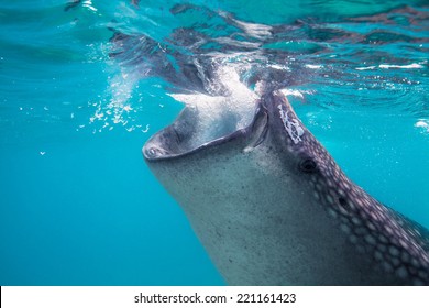 Filter Feeders Images Stock Photos Vectors Shutterstock