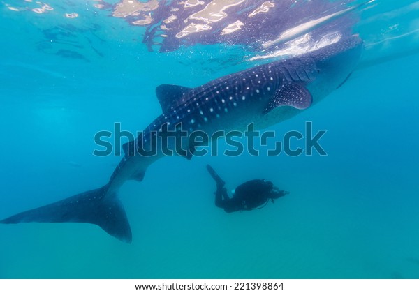 Underwater Shoot Gigantic Whale Sharks Rhincodon Animals