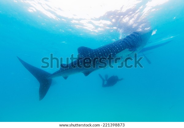 Underwater Shoot Gigantic Whale Sharks Rhincodon Animals