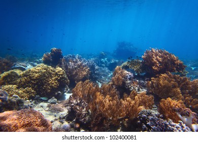 Underwater Shoot Vivid Coral Reef Stock Photo Shutterstock