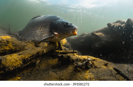Underwater River Images, Stock Photos & Vectors | Shutterstock Underwater River Images, Stock Photos & Vectors | Shutterstock