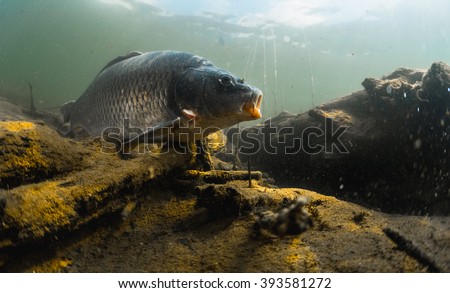 Underwater shot of the fish (Carp of the family of Cyprinidae) in a pond near the bottom