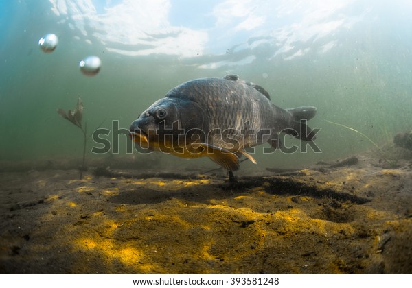 Underwater shot of the fish (Carp of the\
family of Cyprinidae) in a pond near the\
bottom