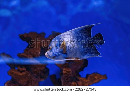 Underwater shot of fish Pomacanthus semicirculatus close up