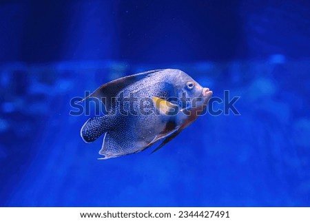 Underwater shot of fish Pomacanthus semicirculatus close up