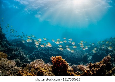 Underwater shot of fish swimming among beautiful, colorful coral reef
