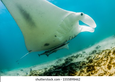 swimming with giant manta rays