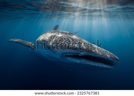 Underwater shot of a giant Whale Shark in blue ocean with sun rays