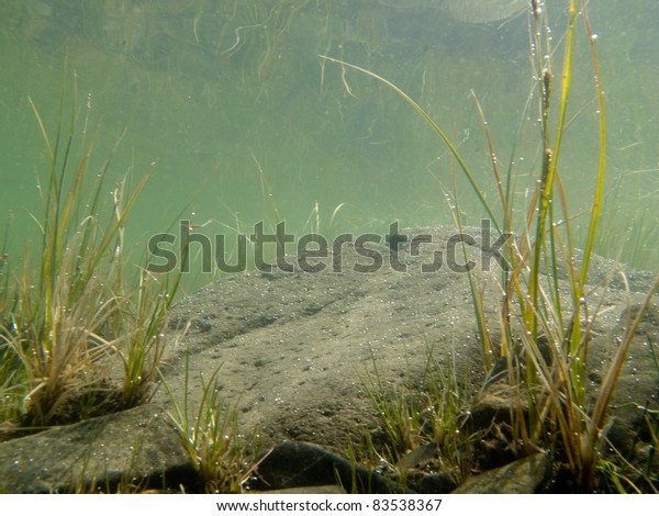 Underwater Shot Grass Plants Submerged Clear Stock Photo (Edit Now ...