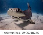 An underwater shot of a great hammerhead shark in Bimini, The Bahamas. The shark