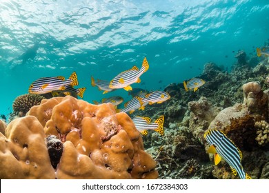 海の生き物 の画像 写真素材 ベクター画像 Shutterstock