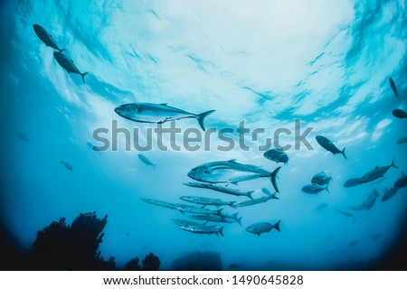 Underwater shot of schooling fish swimming in the wild in clear blue water