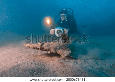 Underwater shot of a scuba diver using professional camera housing and strobe light to photograph a crocodilefish (Papilloculiceps longiceps) resting on a sandy bottom in the Red Sea, Marsa Alam, Egypt.
