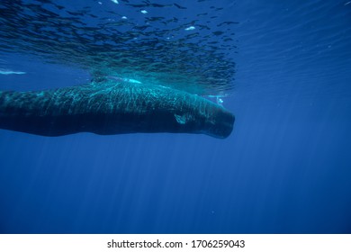 Underwater Shot Of A Sperm Whale In The Clear Water Of The Ocean. Mauritius