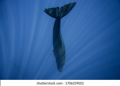 Underwater Shot Of A Sperm Whale In The Clear Water Of The Ocean. Mauritius