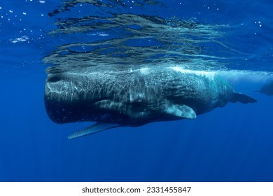 Underwater shot of a sperm whale in the clear water of the ocean