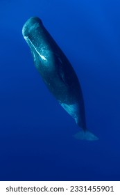 Underwater shot of a sperm whale in the clear water of the ocean