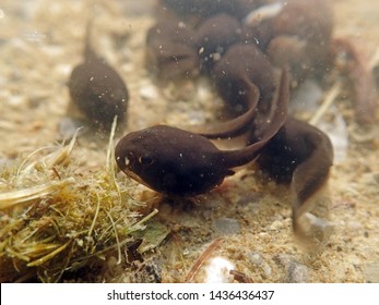 Underwater shot of toad tadpoles. Underwater close-up of tadpoles
 - Shutterstock ID 1436436437