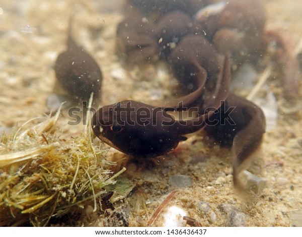 Underwater shot of toad tadpoles. Underwater\
close-up of\
tadpoles\
