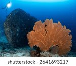 Underwater shot of the Tuna Wreck Ship, big sea fan and scuba diver. This shipwreck is located near the southwest of island 5, One of the popular dive sites in Similan National Park, Thailand.