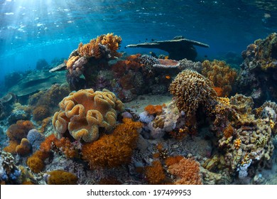 Underwater Shot Vivid Coral Reef Sunny Stock Photo Shutterstock