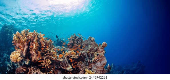 Underwater shot of vivid coral reef with beautiful fauna and flora. Wide panoramic ocean background. - Powered by Shutterstock