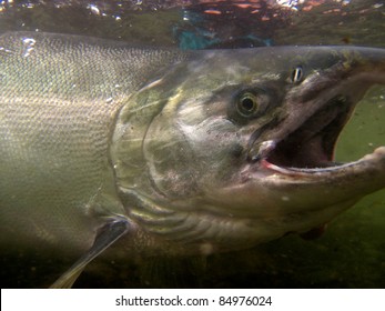 Underwater Silver Salmon