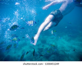 Underwater Snorkling Fish