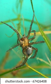 Underwater Spider Argyroneta Aquatica