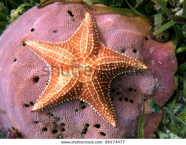 Underwater Starfish Oreaster Reticulatus Over Massive Stock Photo (Edit ...