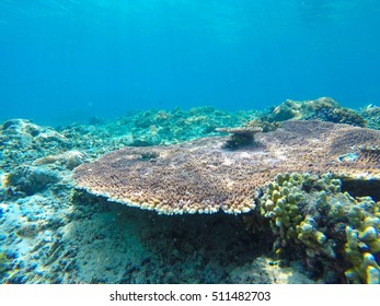 Underwater sunbeams through the water surface viewed from the seabed on a reef of the sea, natural scene