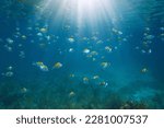 Underwater sunlight with fish in the sea (school of sergeant major fish), Caribbean sea, Mexico