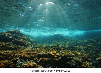 2,685 Rocky ocean floor Images, Stock Photos & Vectors | Shutterstock