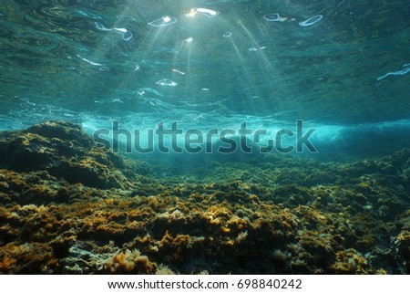 Underwater sunlight through the water surface seen from a rocky seabed with algae in the Mediterranean sea, natural scene, Catalonia, Costa Brava, Spain