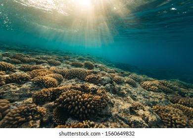 underwater tahiti coral reef ocean