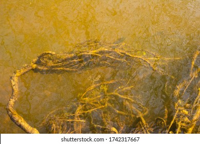 Underwater Tree Roots And Branches In Santon Downham And Brandon, West Suffolk, England, United Kingdom 