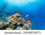 Underwater Tropical Corals Reef with colorful sea fish. Marine life sea world. Tropical colourful underwater seascape.