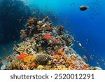 Underwater Tropical Corals Reef with colorful sea fish. Marine life sea world. Tropical colourful underwater seascape.