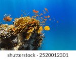 Underwater Tropical Corals Reef with colorful sea fish. Marine life sea world. Tropical colourful underwater seascape.