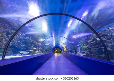 Aquarium Mit Tunnel