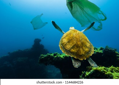 Underwater turtle floating among plastic bags. Concept of pollution of water environment.