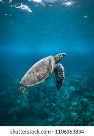 Underwater Turtle Swimming