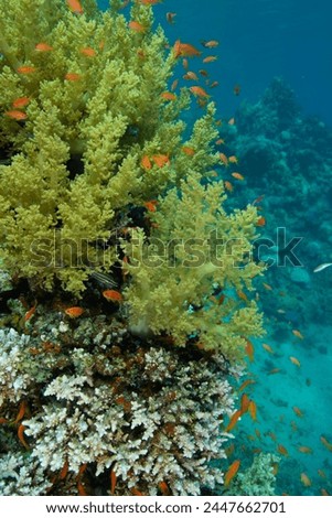 Underwater vertical landscape with corals and red fish