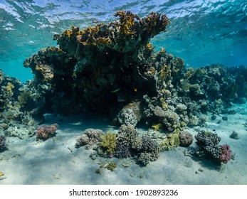 Meerblick auf das beeindruckende Korallenriff im Roten Meer