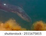 Underwater View of a Channel Catfish Ictalurus punctatus