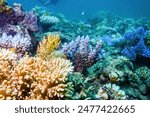 Underwater view of a coral in the Great Barrier Reef off the coast of Queensland near Cairns, Australia