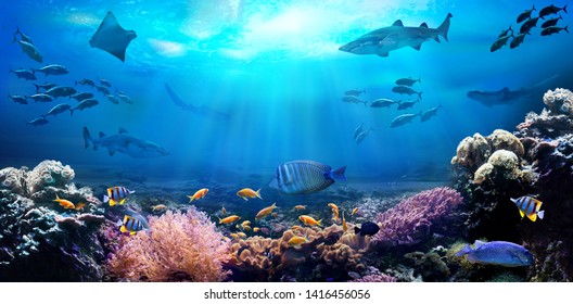 Underwater view of the coral reef. Life in the ocean. School of fish. - Shutterstock ID 1416456056