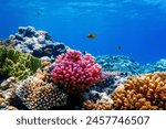 Underwater view of the coral reef, Tropical waters, Marine life